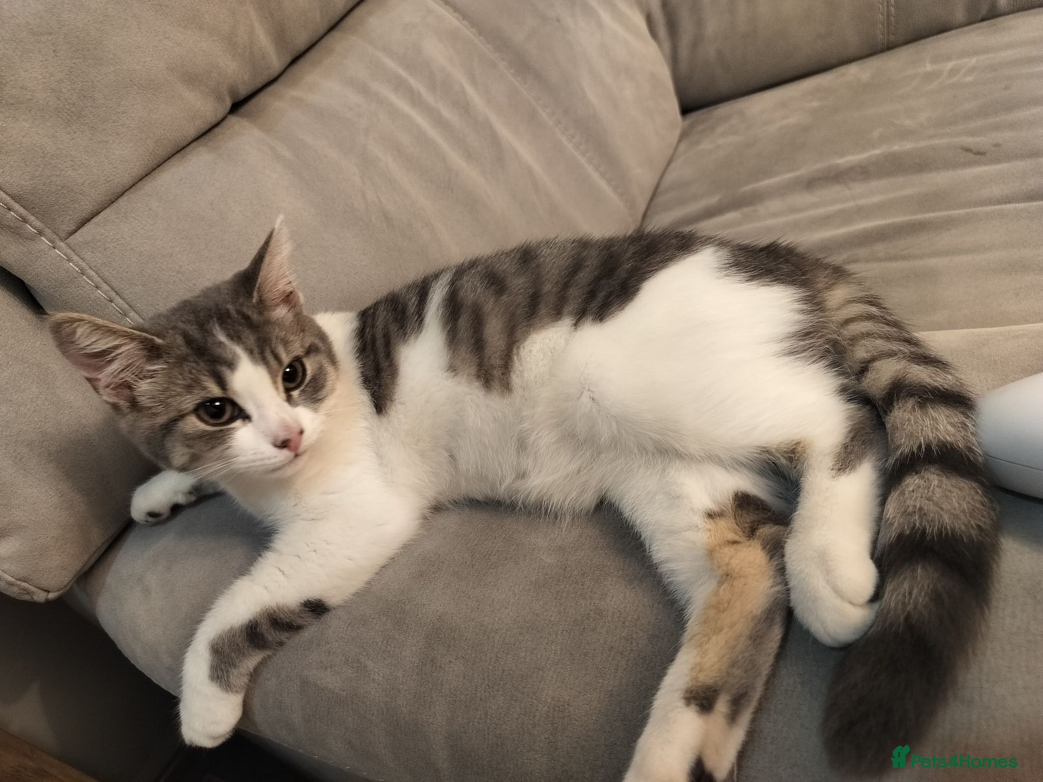 Mixed Breed cats Beautiful Female Kitten Suna – £100 🐾❤️ - Advert 2