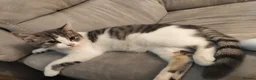 Mixed Breed cats for sale: Beautiful Female Kitten Suna – £100 🐾❤️ - Advert 1