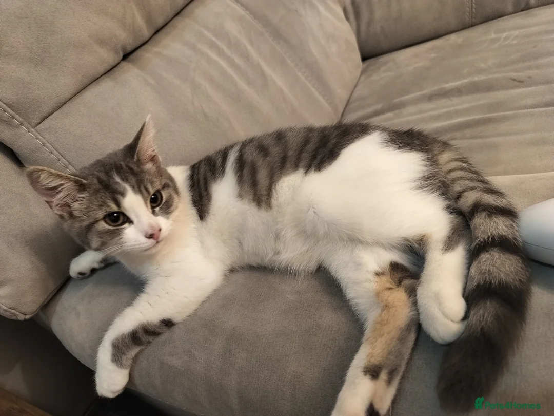Mixed Breed cats for sale: Beautiful Female Kitten Suna – £100 🐾❤️ - Advert 1