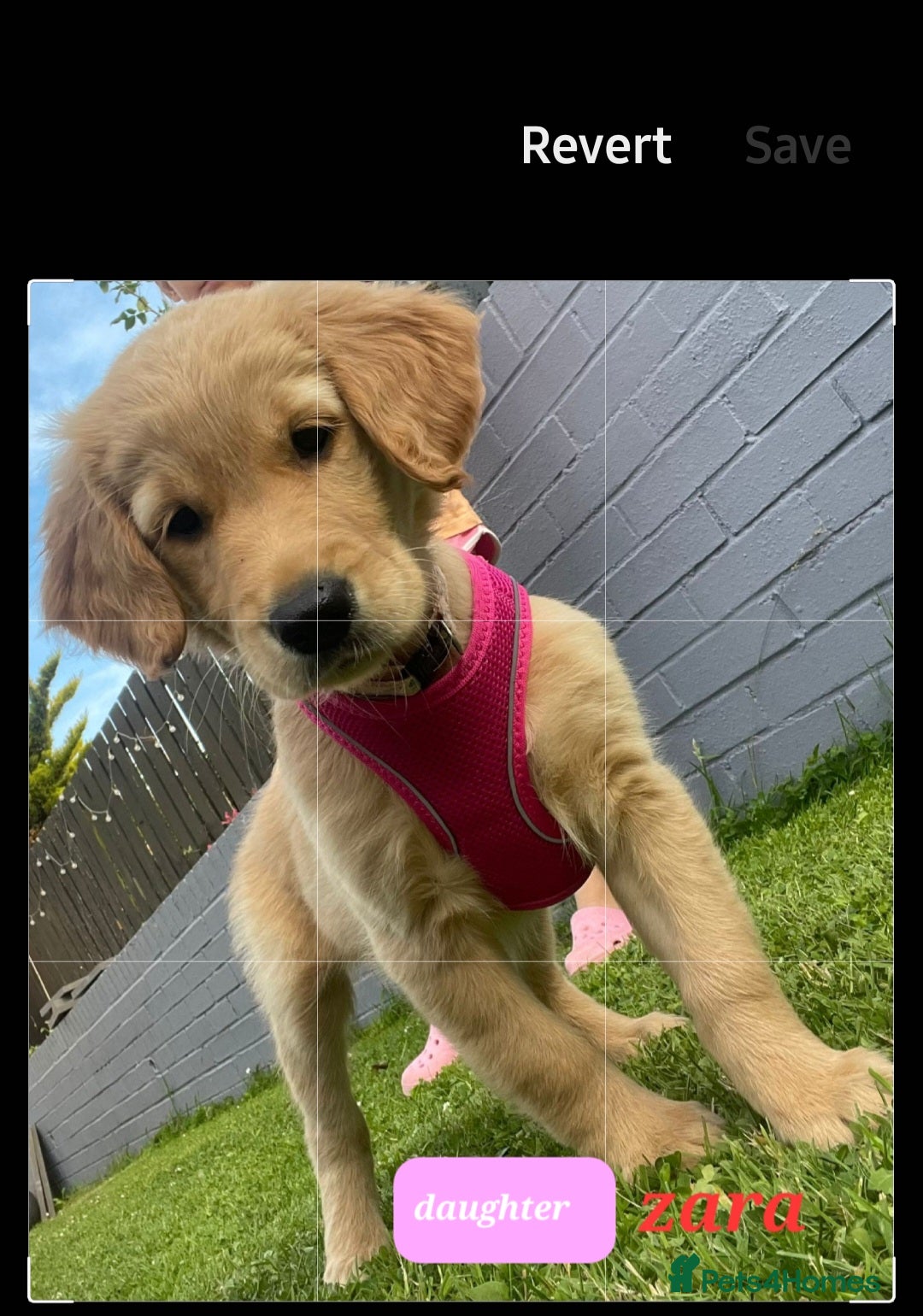Golden Retriever dogs for sale: Golden Retriever puppies - Image 9