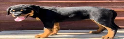 Rottweiler dogs for sale: Rottweiler pups £1250 - Advert 8