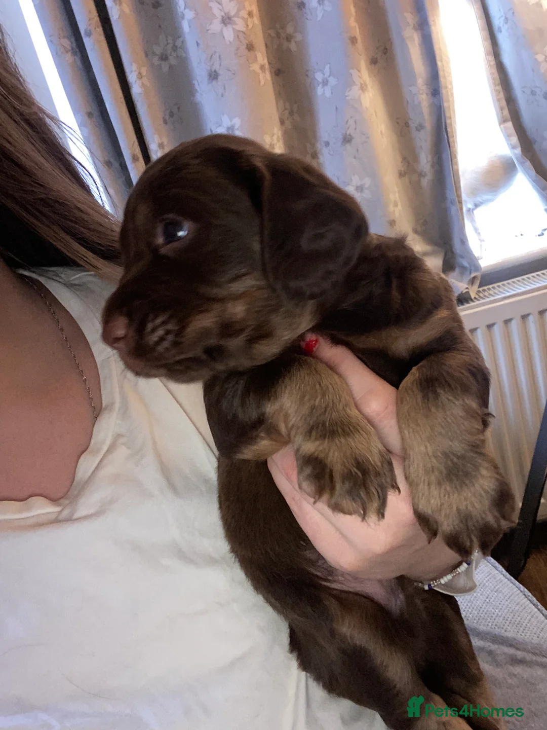 Cocker Spaniel dogs for sale: Tri chocolate  colour cocker spaniel puppies  - Advert 22