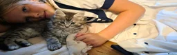 Maine Coon cats for sale: 3 beautiful maincoon kittens  - Advert 14