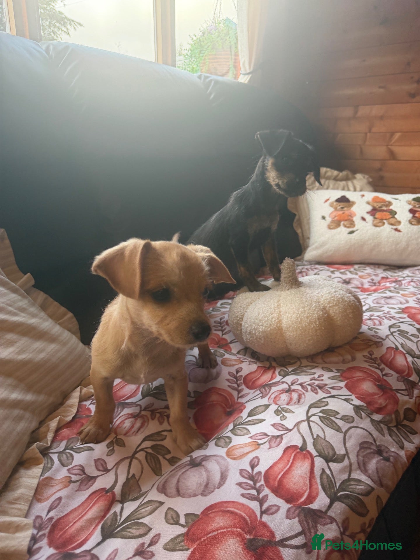 Mixed Breed dogs King Charles puppies mixed two boys - Advert 2