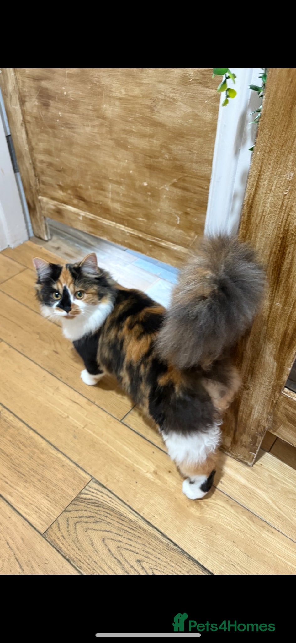 Mixed Breed cats Two beautiful kittens male and female  - Advert 1