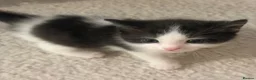 Mixed Breed cats for sale: 3 Beautiful kittens left (read description) 🌟 🐱  - Advert 10