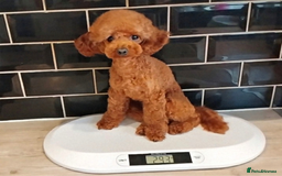 Toy Poodle dogs for stud: Red Toy Poodle STUD - Health tested clear  - Image 7