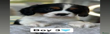 Cavalier King Charles Spaniel Puppy 2