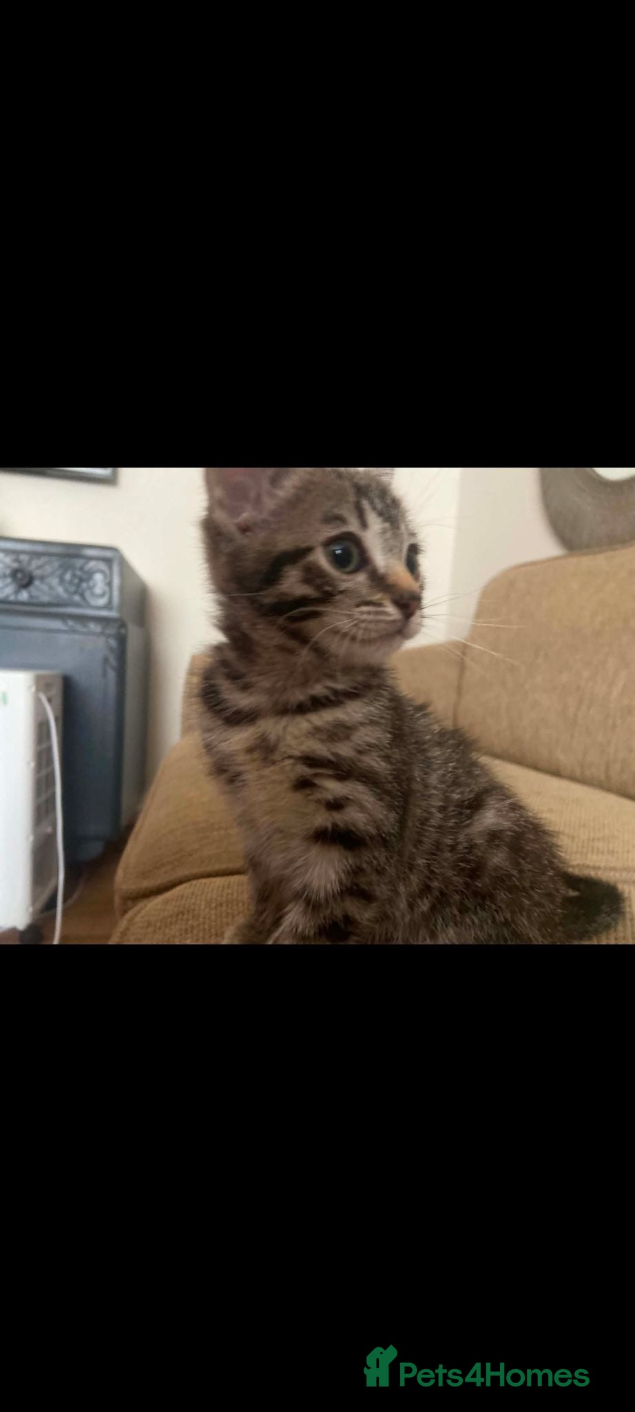 Mixed Breed cats Litter of lovely kittens available now - Advert 10