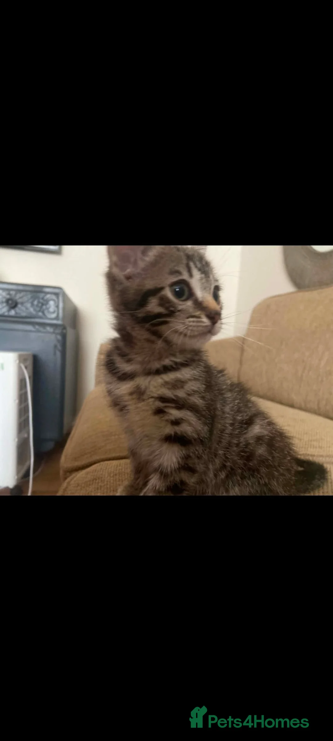 Mixed Breed cats for sale: Litter of lovely kittens available now - Advert 2