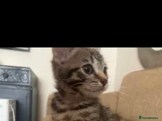 Mixed Breed cats Litter of lovely kittens available now - Advert 2