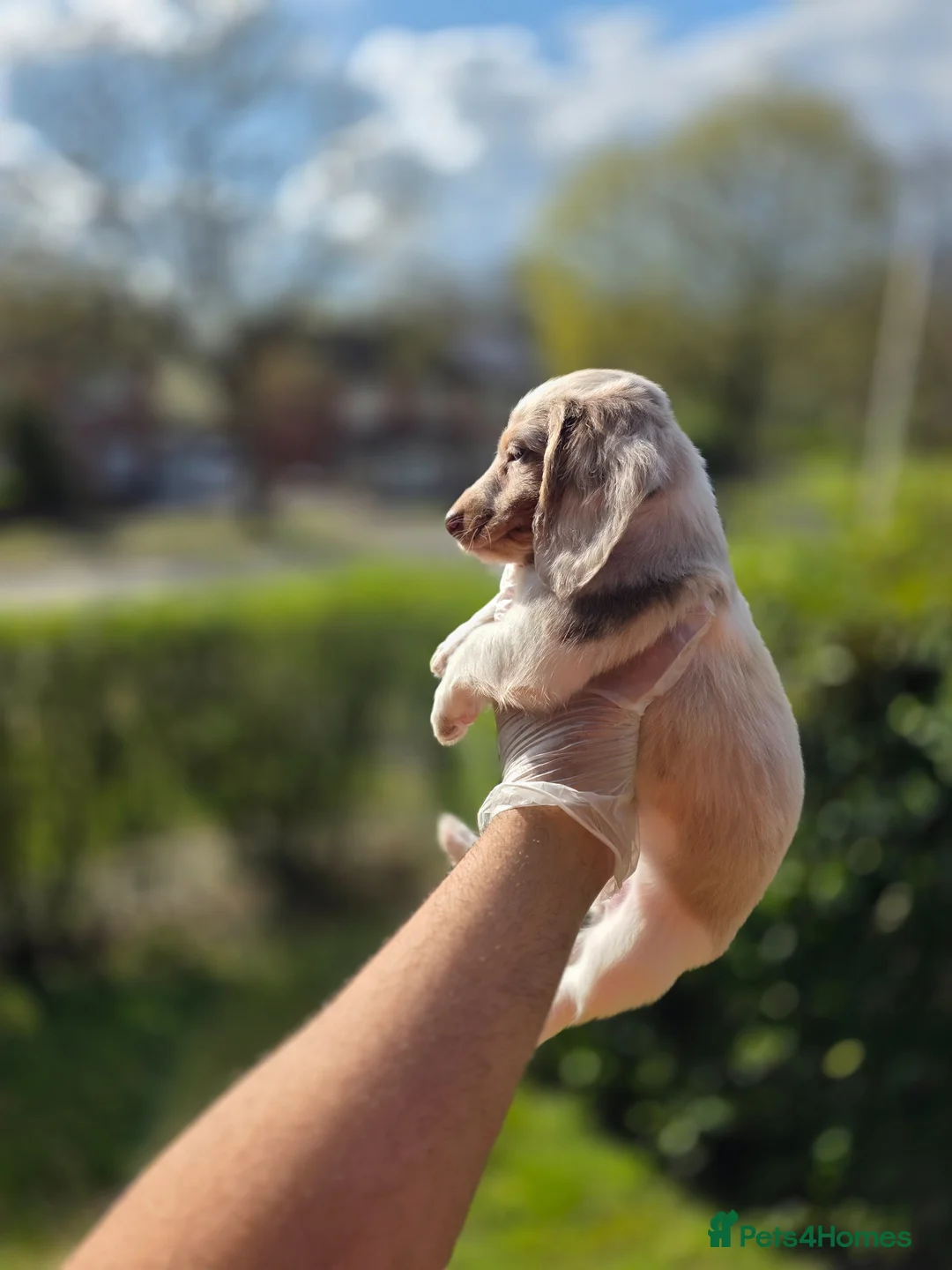 Miniature Dachshund dogs for sale: 😍Colourful Litter Of Long Coat Mini Dachshunds😍  - Advert 15