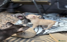 French Bulldog dogs for sale: Beautiful frenchie pups in Leeds - Image 25