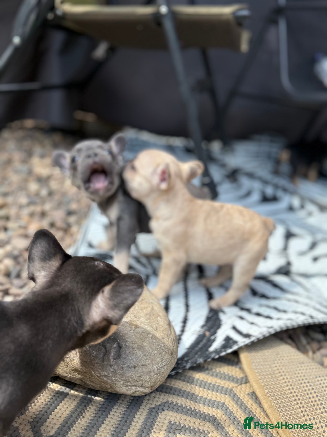 French Bulldog dogs for sale: Beautiful frenchie pups in Leeds - Image 25