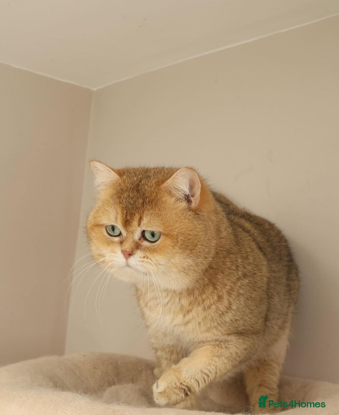 British Shorthair cats for sale: 3 lovely BS boys - Image 11