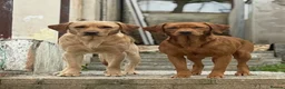 Labrador Retriever dogs for sale: Gorgeous fox red and yellow Labrador puppies  - Advert 3