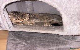 Scottish Fold cats for sale: 5months kitten for sale  - Image 3