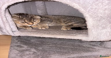 Scottish Fold cats - Advert 3