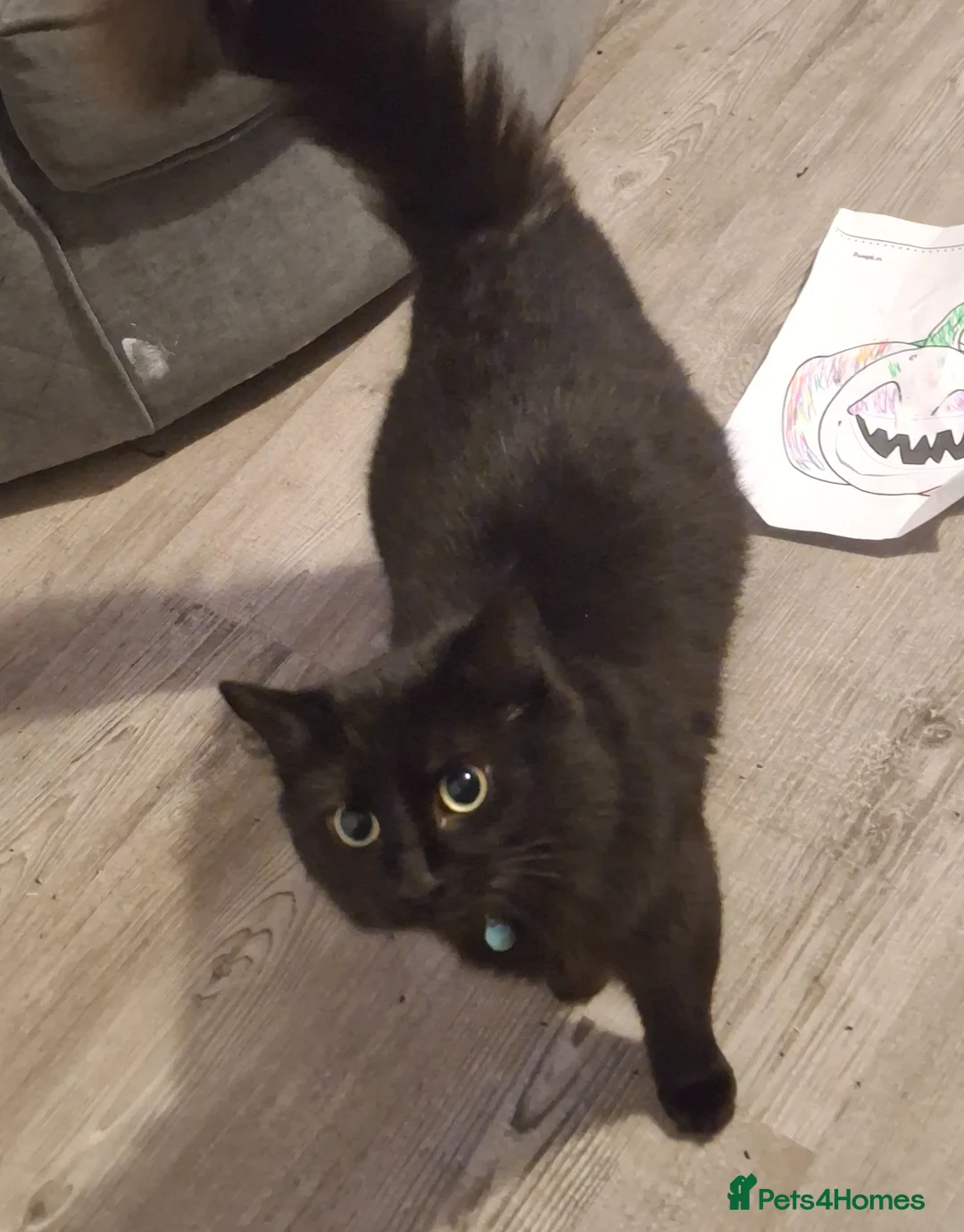 Mixed Breed cats for sale: Kittens - Advert 1