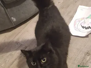 Mixed Breed cats Kittens - Advert 1