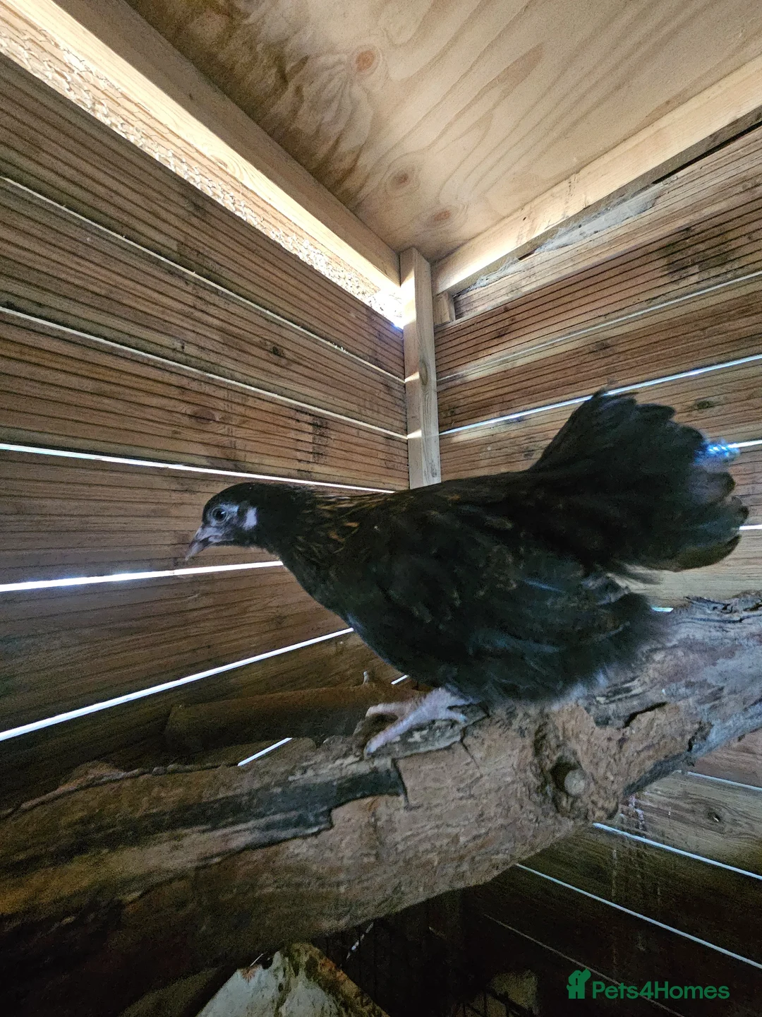 Chickens poultry for sale: x4 Mixed Small Breed Chickens  - Advert 4