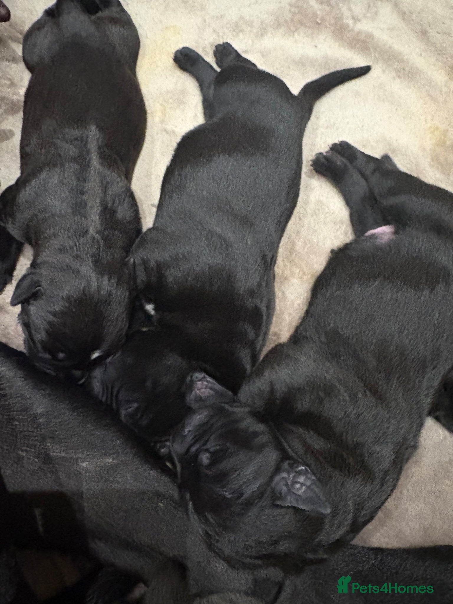 Cane Corso dogs 🐶 Cane Corso Puppies – Both Parents Family Pets – - Advert 1