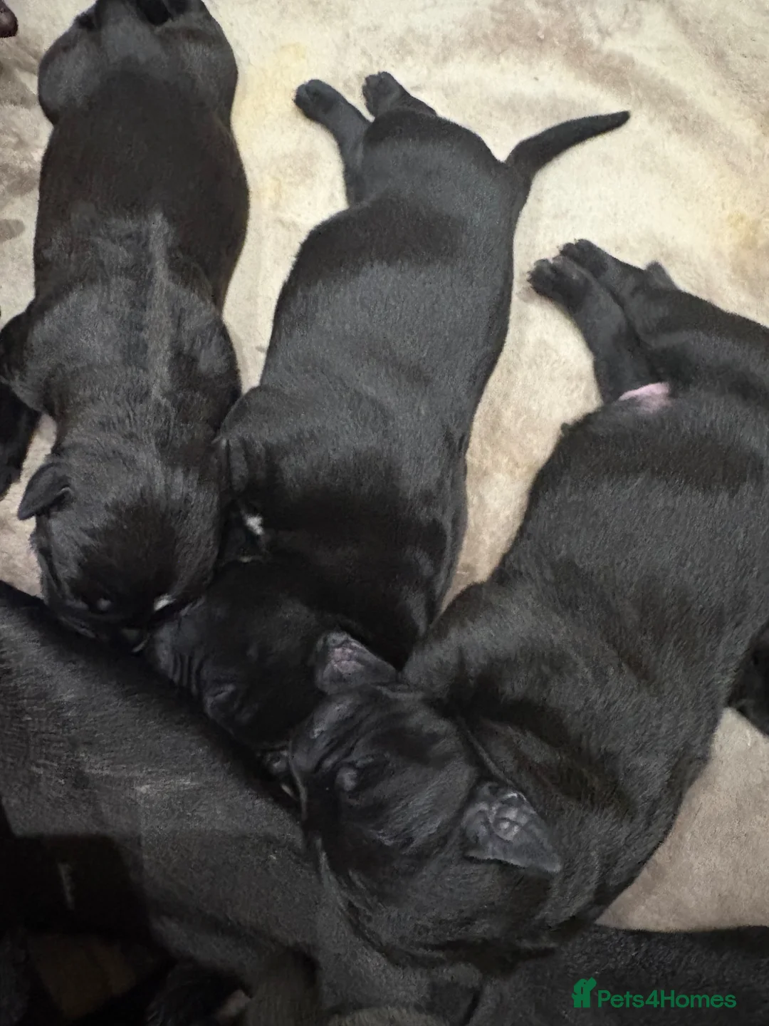Cane Corso dogs for sale: 🐶 Cane Corso Puppies – Both Parents Family Pets – in Stockport - Advert 1