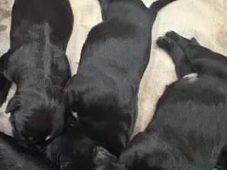 Cane Corso dogs 🐶 Cane Corso Puppies – Both Parents Family Pets – - Advert 1