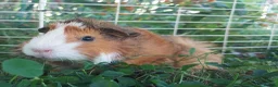 Guinea Pig rodents for sale: 2 Friendly Sow Guinea Pigs in Deeside - Advert 3