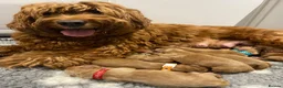 Australian Labradoodle dogs for sale: Australian labradoodles - Advert 2