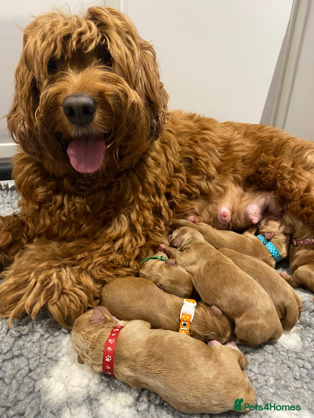 Australian Labradoodle dogs for sale: Australian labradoodles - Advert 2