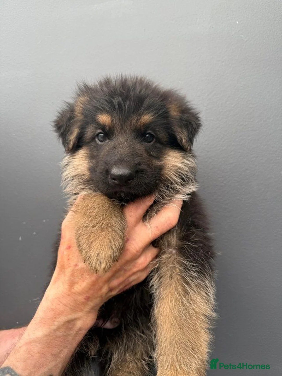 German Shepherd dogs for sale: GermanShepherd puppy’s GSD - Advert 2