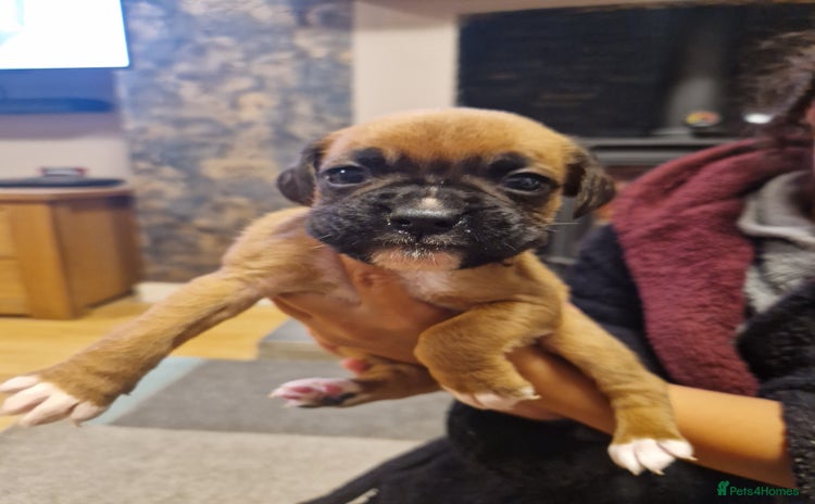 Boxer dogs - Advert 1