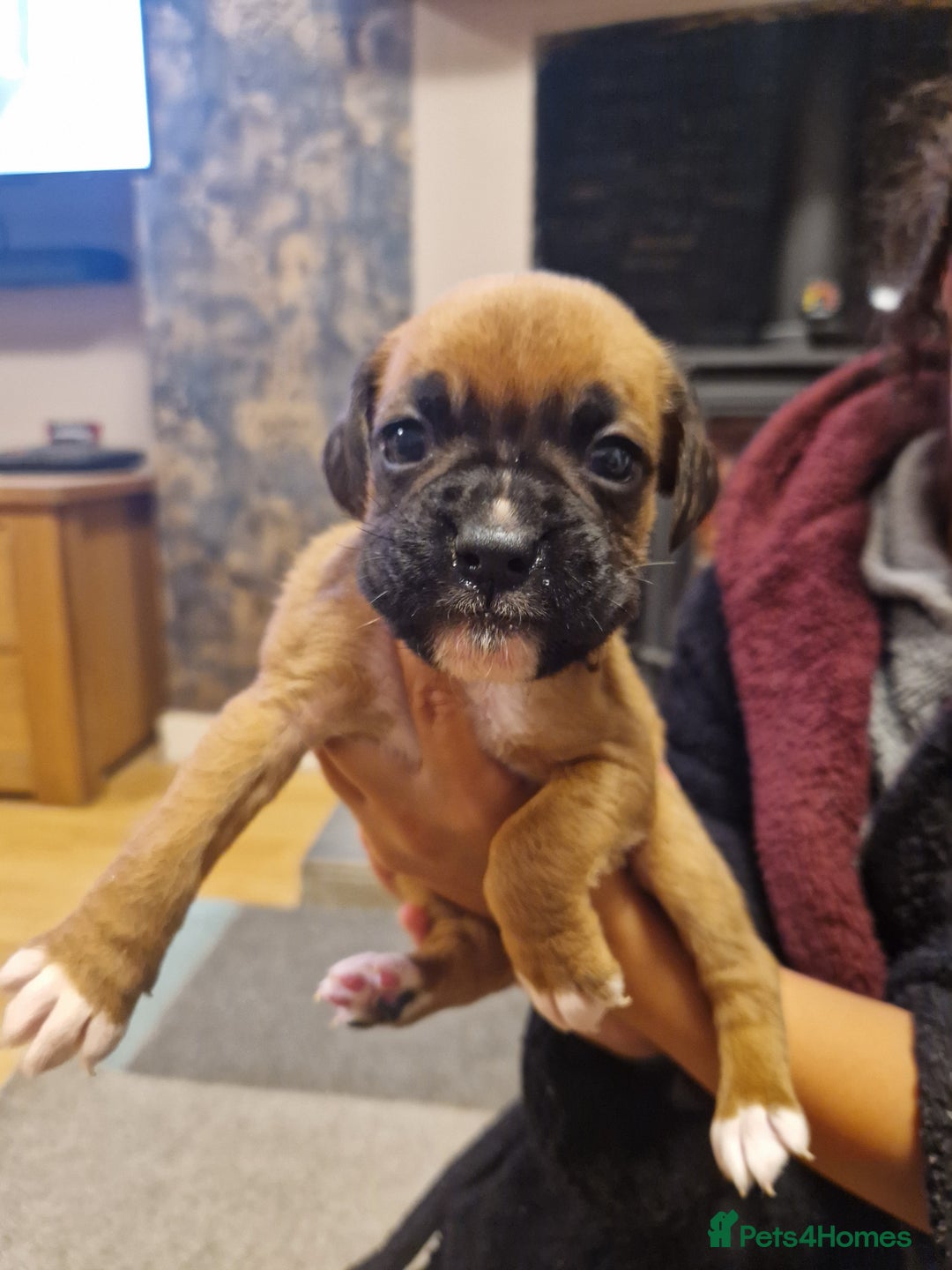 Boxer dogs for sale: Beautiful litter of KC reg bobtail boxer pups - Image 1