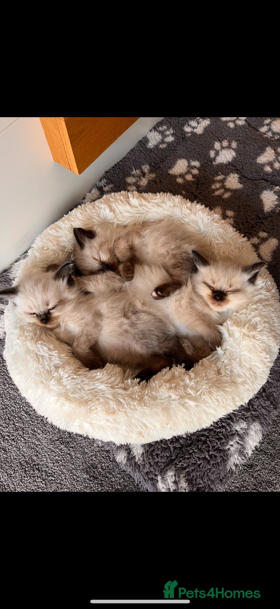 Ragdoll cats Fluffy ragdolls ready for forever home  - Advert 2