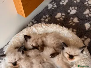 Ragdoll cats Fluffy ragdolls ready for forever home - Advert 2