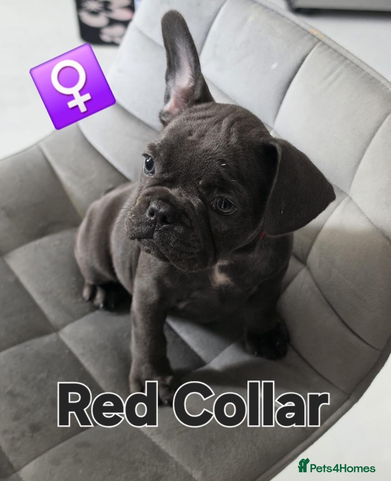 French Bulldog dogs Beautiful french bulldogs puppies 3 girls left - Advert 1