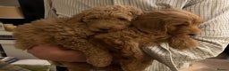 Australian Labradoodle dogs for stud: Healthy Tested Australian Labradoodle for Stud in London - Advert 6