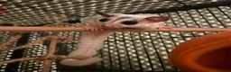 Sugar Glider rodents for sale: X2 female sugar gliders and cages for sale in Faringdon - Advert 1