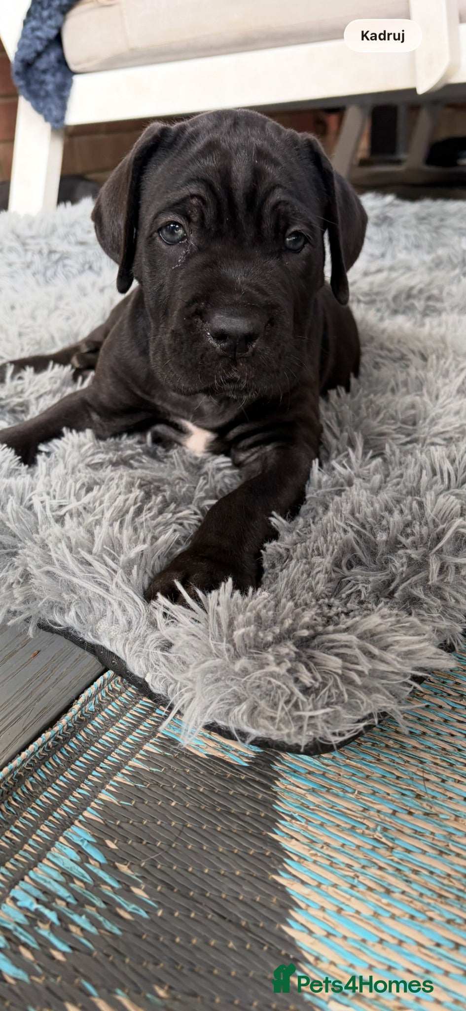 Cane Corso dogs 4 Stunning Cane Corso Big Boys!!! - Advert 2