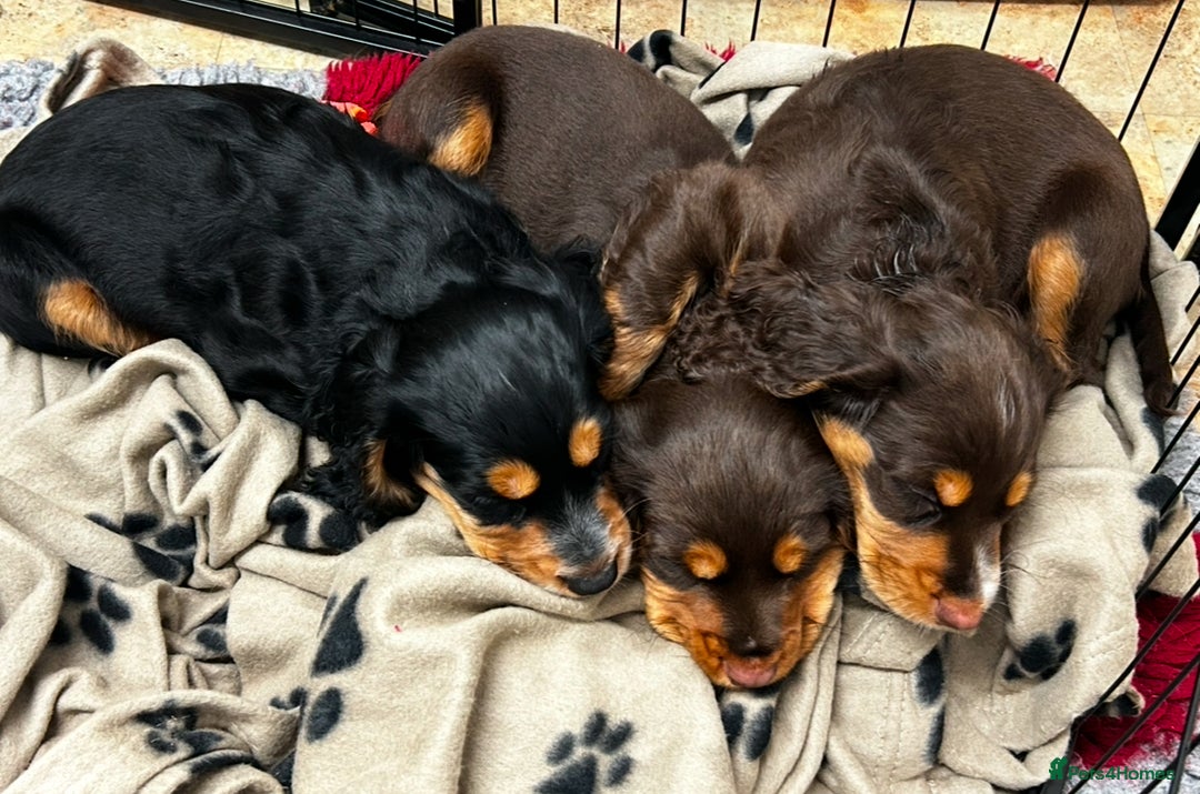 Cocker Spaniel dogs for sale: Five star rating Cocker spaniel puppies ⭐️⭐️⭐️⭐️⭐️ - Image 20