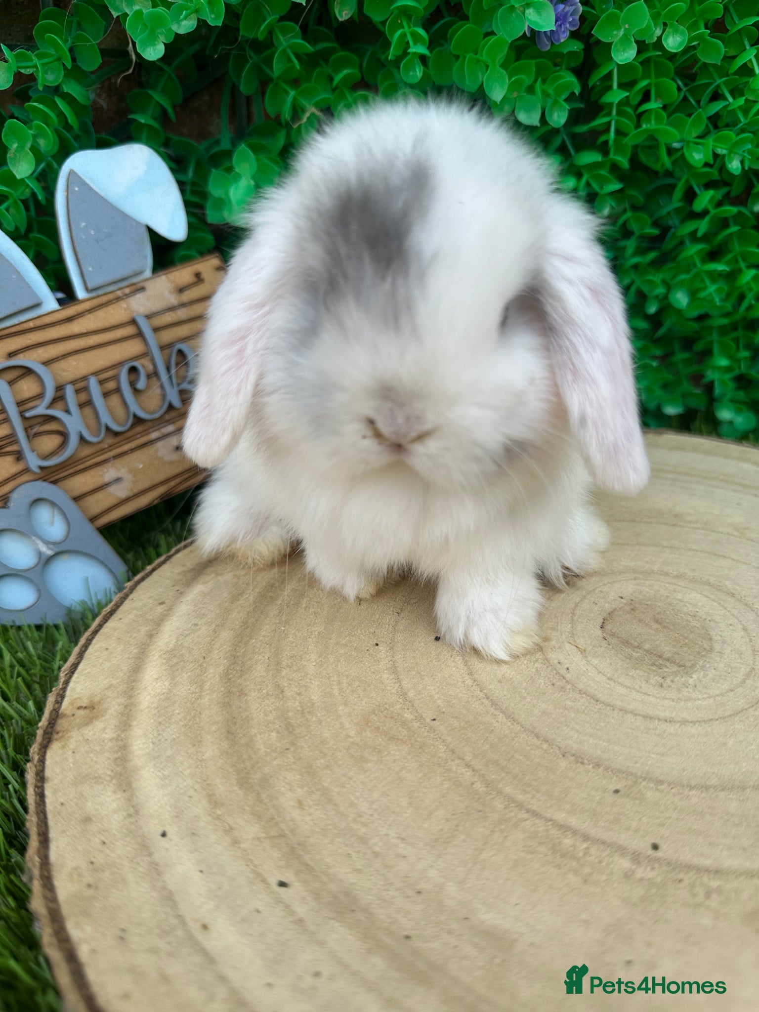 Mini Lop rabbits Beautiful purebred mini lops ready to reserve 😍 - Advert 1