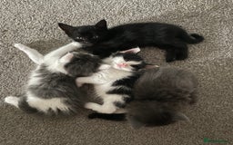 Mixed Breed cats for sale: Four beautiful kittens  - Image 14