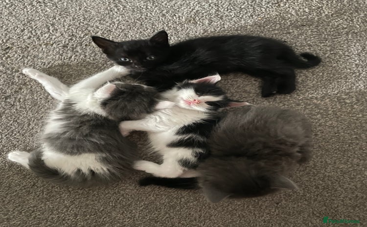 Mixed Breed cats - Advert 15