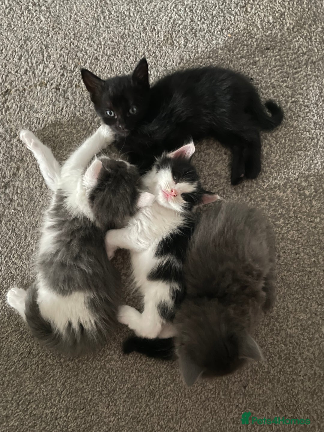 Mixed Breed cats for sale: Four beautiful kittens  - Image 14