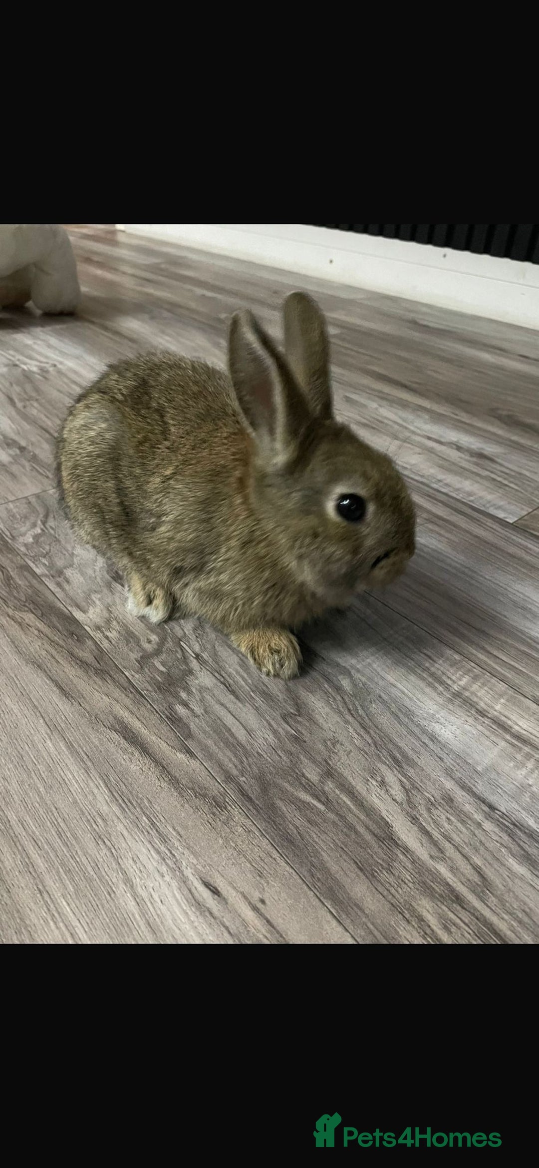 Mixed Breed rabbits for sale: Mixed breed little bunny - Advert 1