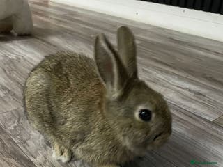 Mixed Breed rabbits Mixed breed little bunny - Advert 13