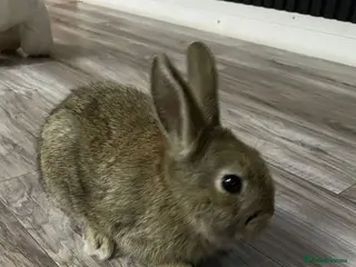 Mixed Breed rabbits Mixed breed little bunny - Advert 19