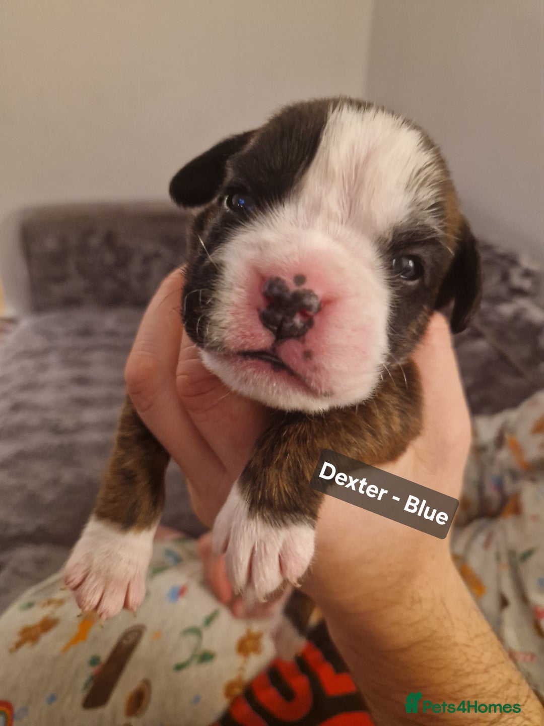 Boxer dogs for sale: 7 Beautiful Boxer Chunky Puppies - Advert 5