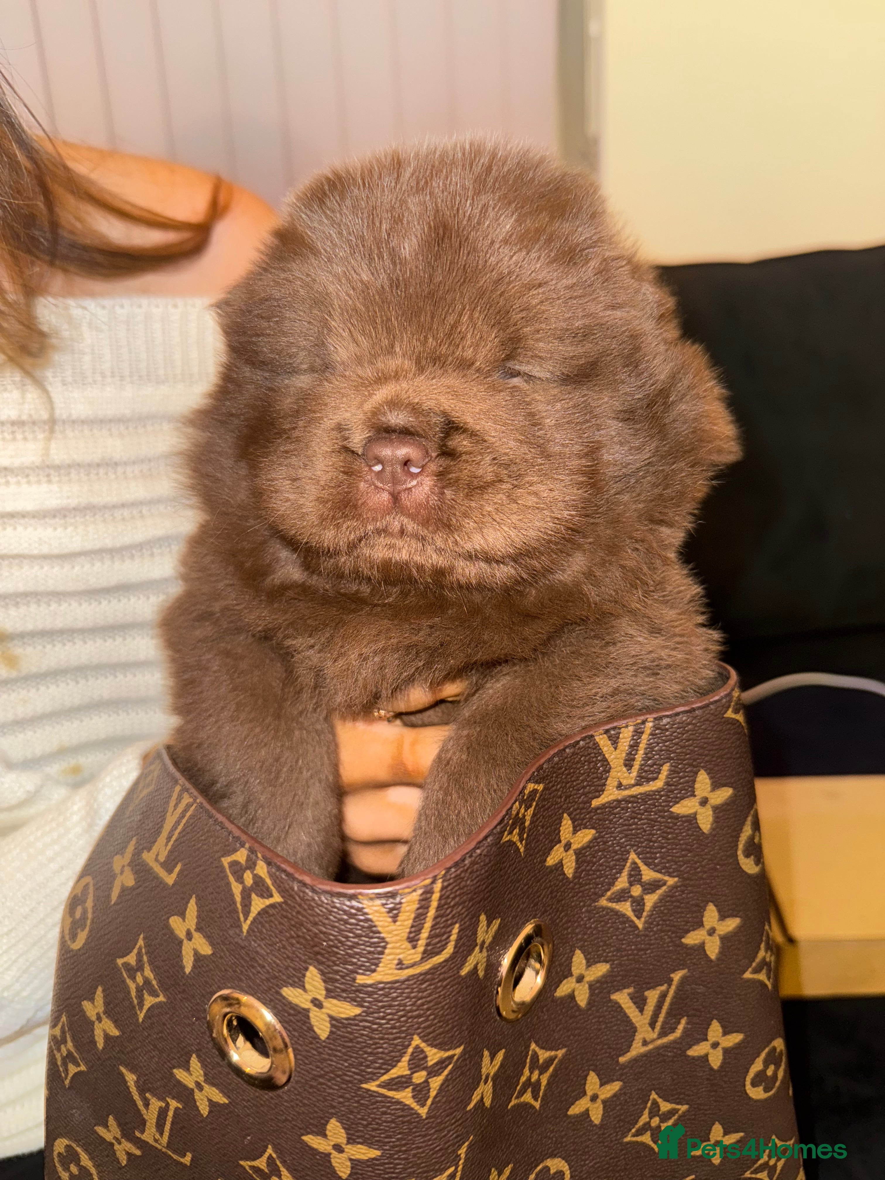 Chow Chow dogs 2 chow chow baby’s available  - Advert 2